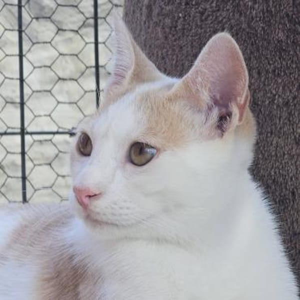 Süßer Buster sucht liebevolles Zuhause!