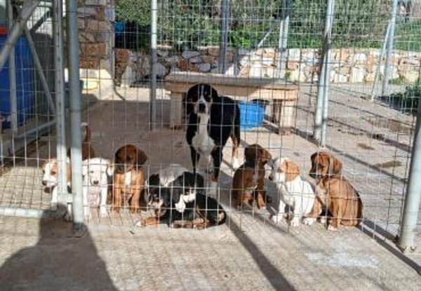 Sophia mit den blauen Augen