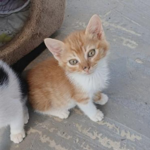 Fröhlicher Patrick sucht Familie!