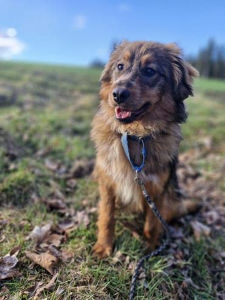 Balou - kleiner Wirbelwind🍀