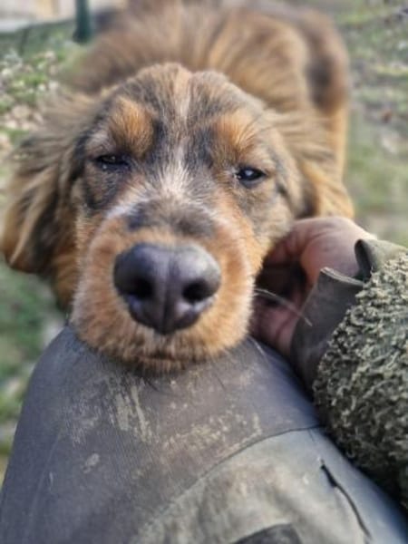 Balou - kleiner Wirbelwind🍀