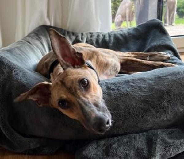 Pandorra -leinenführig, freundlich- in D