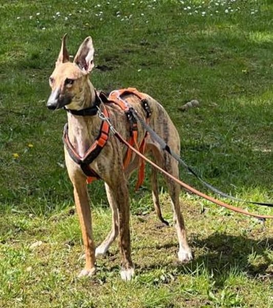 Pandorra -leinenführig, freundlich- in D