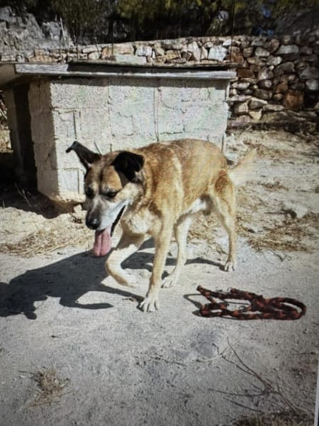 Baldo sucht sein Glück