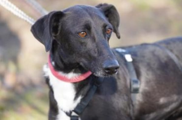 Vespa - Zuhause gesucht