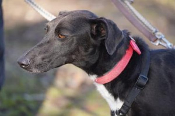 Vespa - Zuhause gesucht