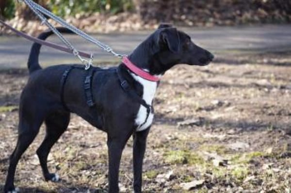 Vespa - Zuhause gesucht