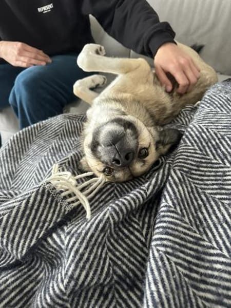 junge aktive Ellie auf PS in 83059