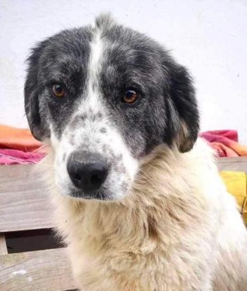 Dankbare Hedwig sucht ihre Menschen