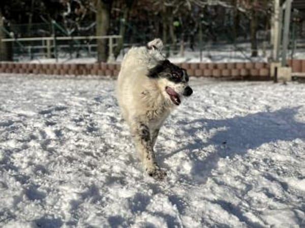 Dankbare Hedwig sucht ihre Menschen