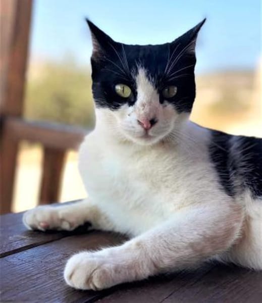 Tabby sucht liebevolle Familie