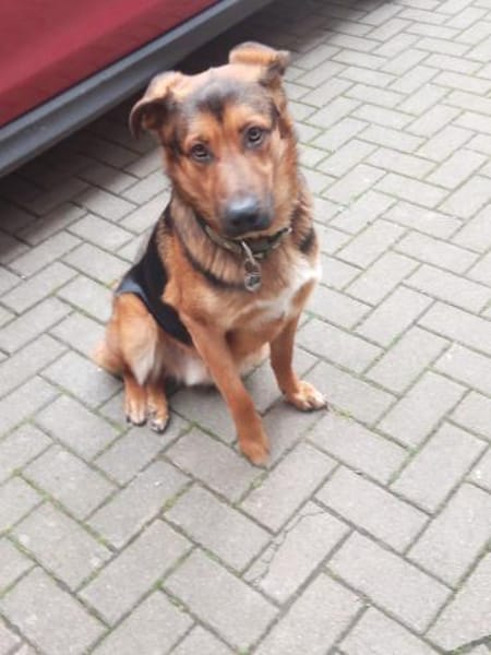 Torin 💙💙💙 bildhübscher Bub