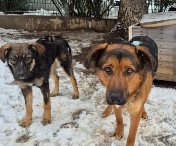 Torin 💙💙💙 bildhübscher Bub