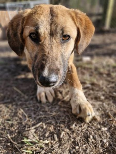 Annie - unkomplizierte Hündin🍀