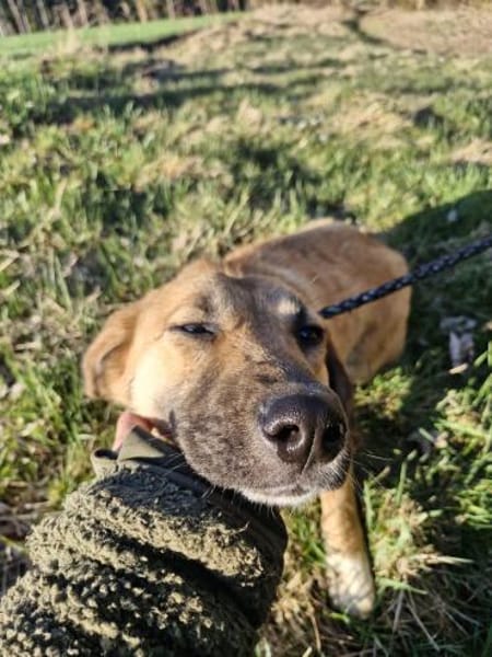 Annie - unkomplizierte Hündin🍀