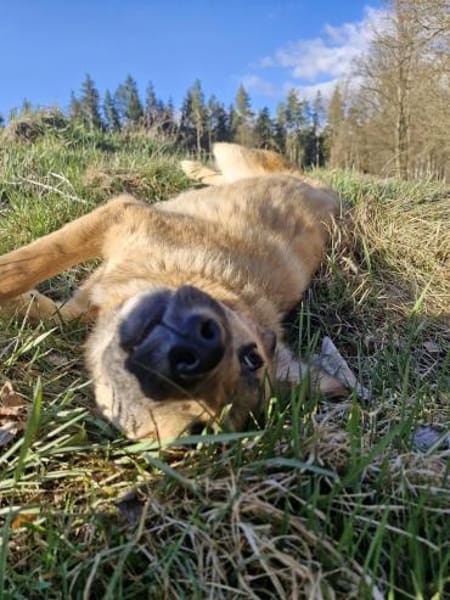 Annie - unkomplizierte Hündin🍀