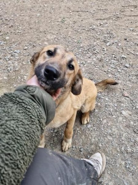 Annie - unkomplizierte Hündin🍀