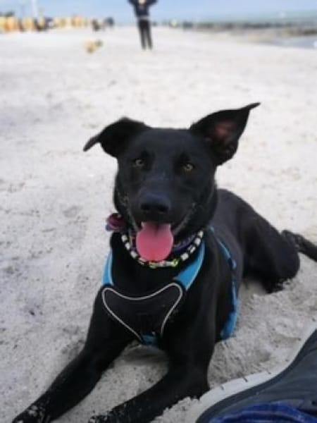 Koda sucht ein liebes Zuhause