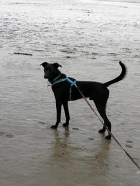 Koda sucht ein liebes Zuhause