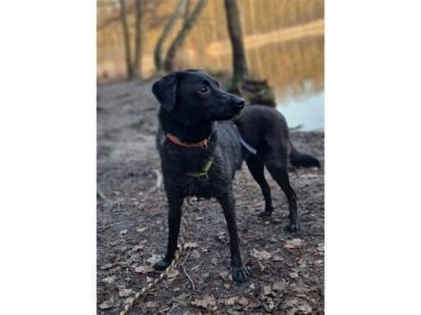 Püppi - wartet in 50374 Erftstadt