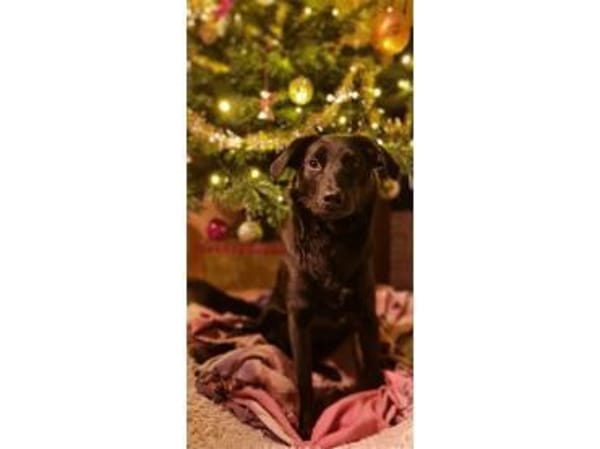 Püppi - wartet in 50374 Erftstadt