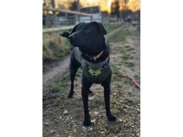 Püppi - wartet in 50374 Erftstadt