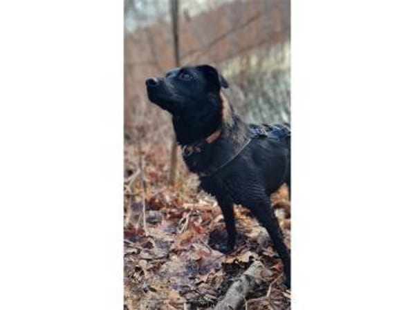 Püppi - wartet in 50374 Erftstadt