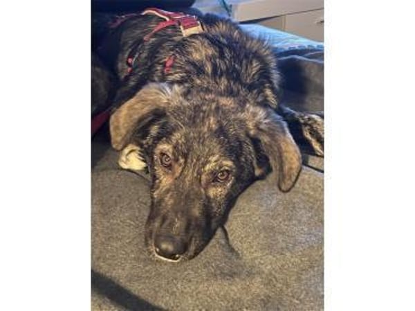 Honey-Moon - wartet in 91054 Erlangen