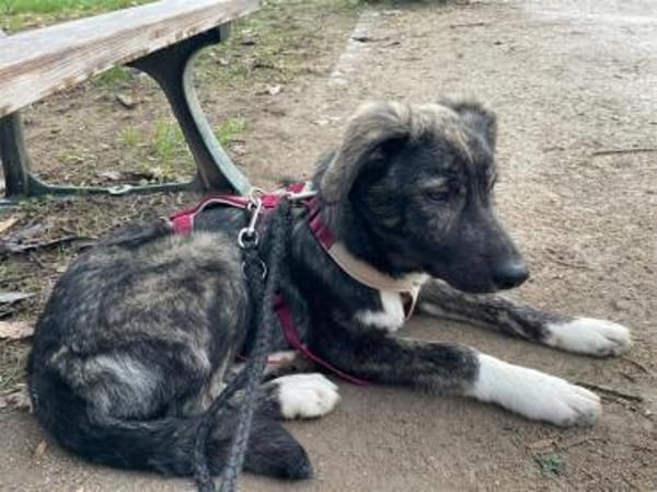 Honey-Moon - wartet in 91054 Erlangen