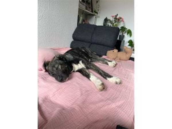 Honey-Moon - wartet in 91054 Erlangen