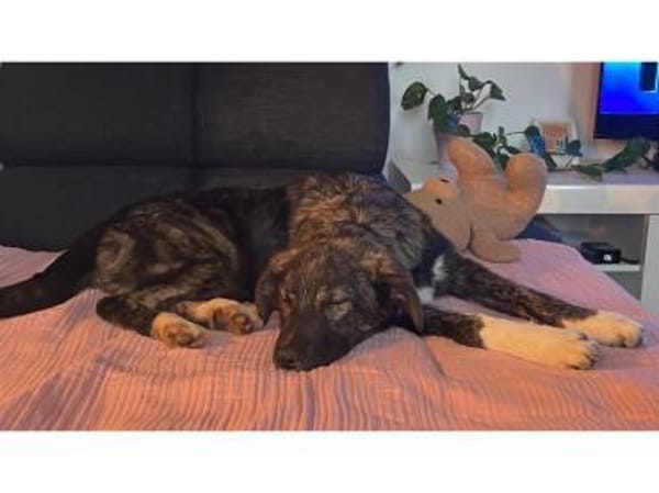 Honey-Moon - wartet in 91054 Erlangen