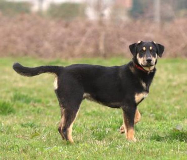 Marvin - von einer Müllhalde gerettet