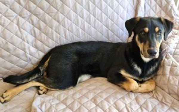 Marvin - von einer Müllhalde gerettet