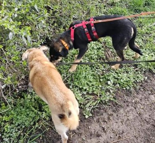 Marvin - von einer Müllhalde gerettet