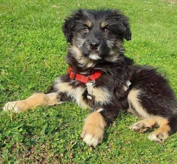 süßes Welpenmädchen Cora auf PS 92348