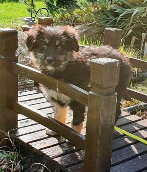 süßes Welpenmädchen Cora auf PS 92348