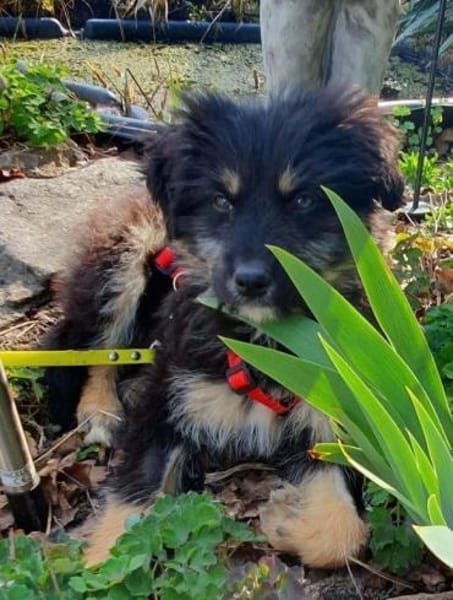 süßes Welpenmädchen Cora auf PS 92348