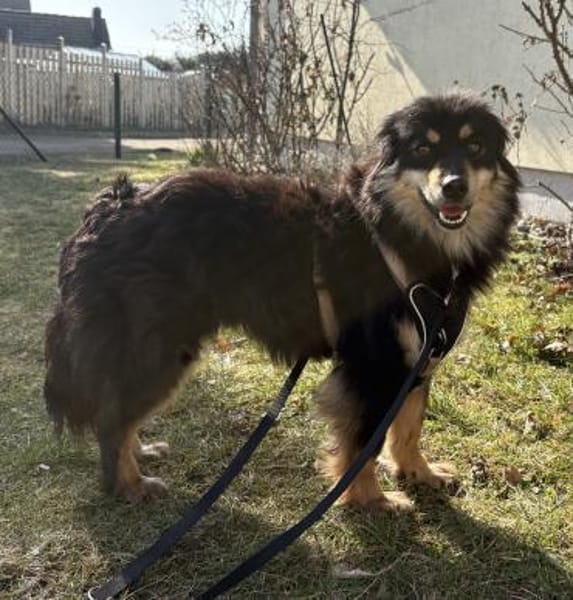 Lio - neugierig und leinenführig - in DE