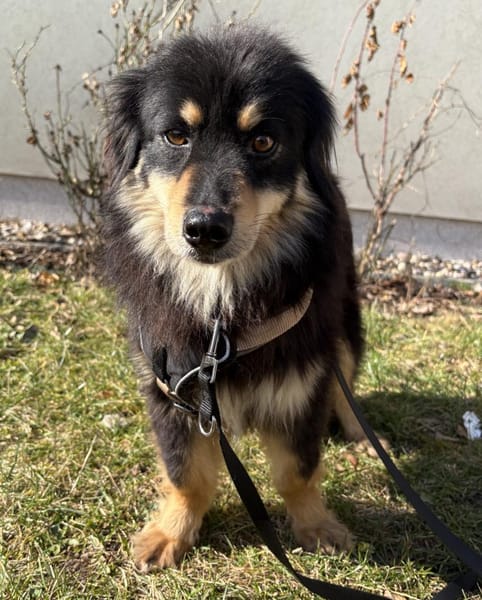 Lio - neugierig und leinenführig - in DE