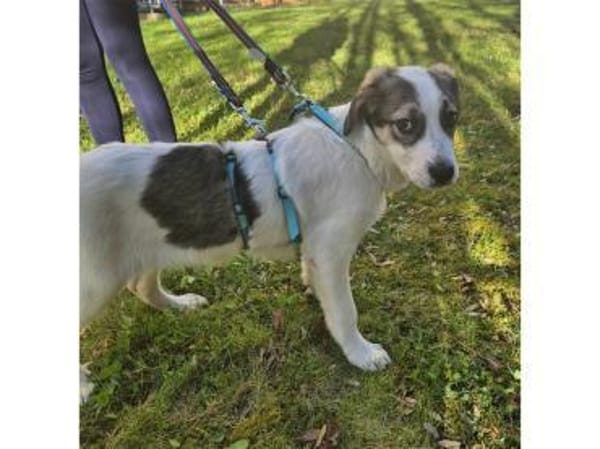 Lilly-Hope - wartet in 07607 Eisenberg