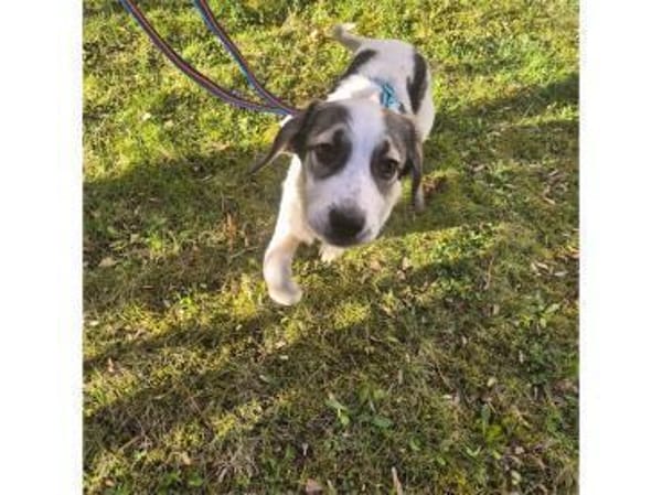 Lilly-Hope - wartet in 07607 Eisenberg