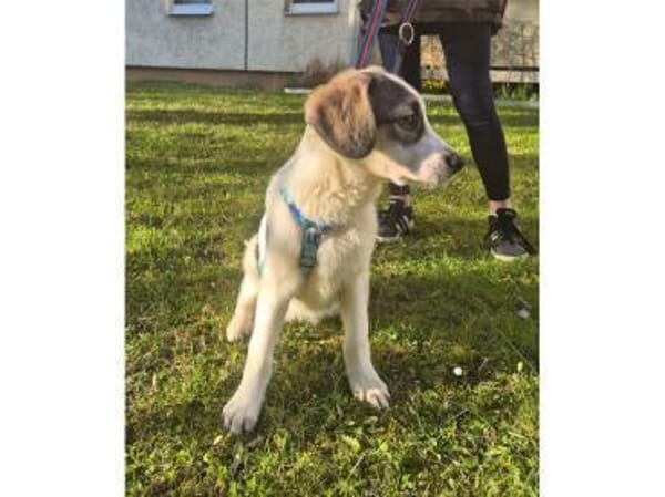 Lilly-Hope - wartet in 07607 Eisenberg