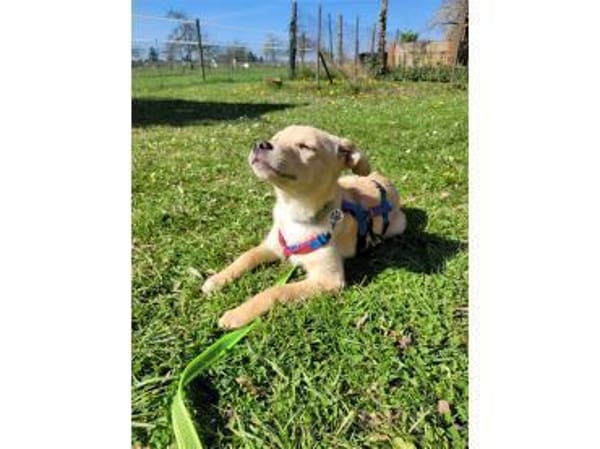 Oro - wartet in 77746 Schutterwald