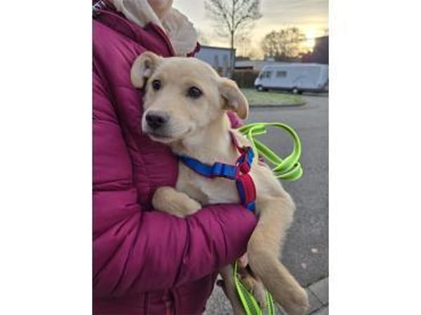 Oro - wartet in 77746 Schutterwald