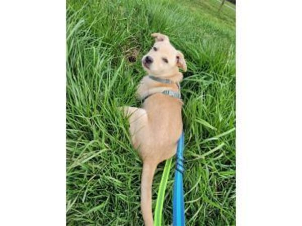 Oro - wartet in 77746 Schutterwald