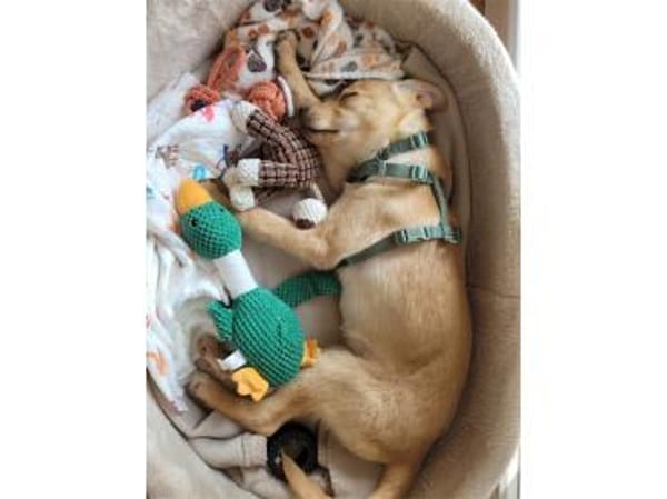 Oro - wartet in 77746 Schutterwald