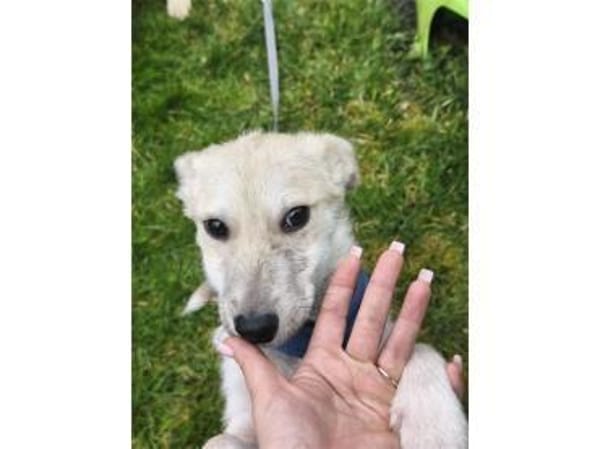 Kellogs - wartet in 92334 Berching