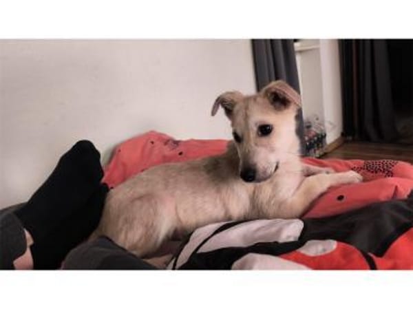 Kellogs - wartet in 92334 Berching