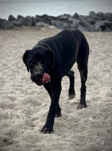 Pancake 💙💙💙 ein wahrer Prachtkerl