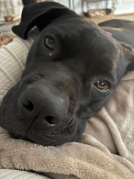 Pancake 💙💙💙 ein wahrer Prachtkerl